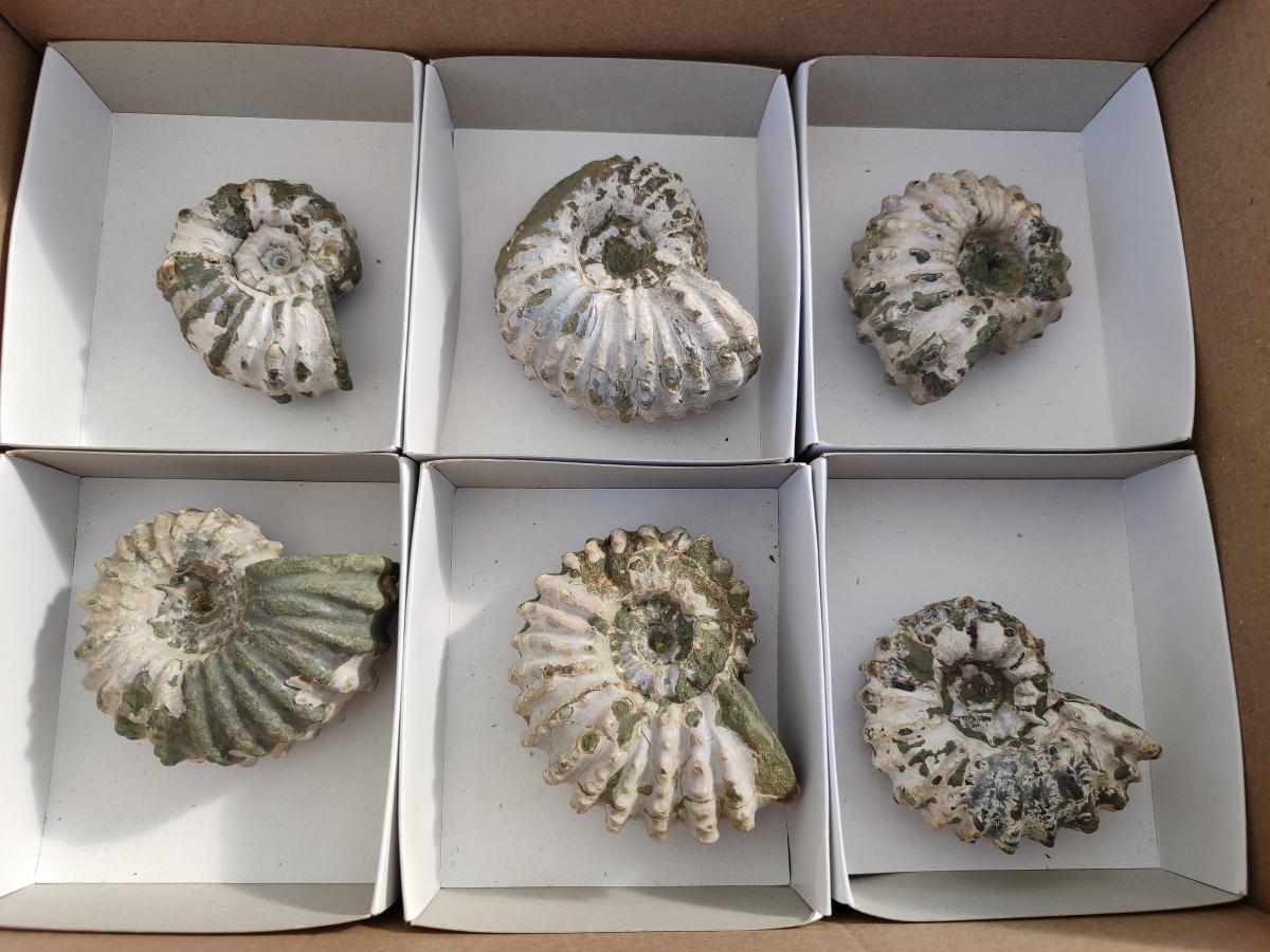 Natural Douvilleiceras Ammolite Ammonite Fossils x 6 From Maintirano, Madagascar