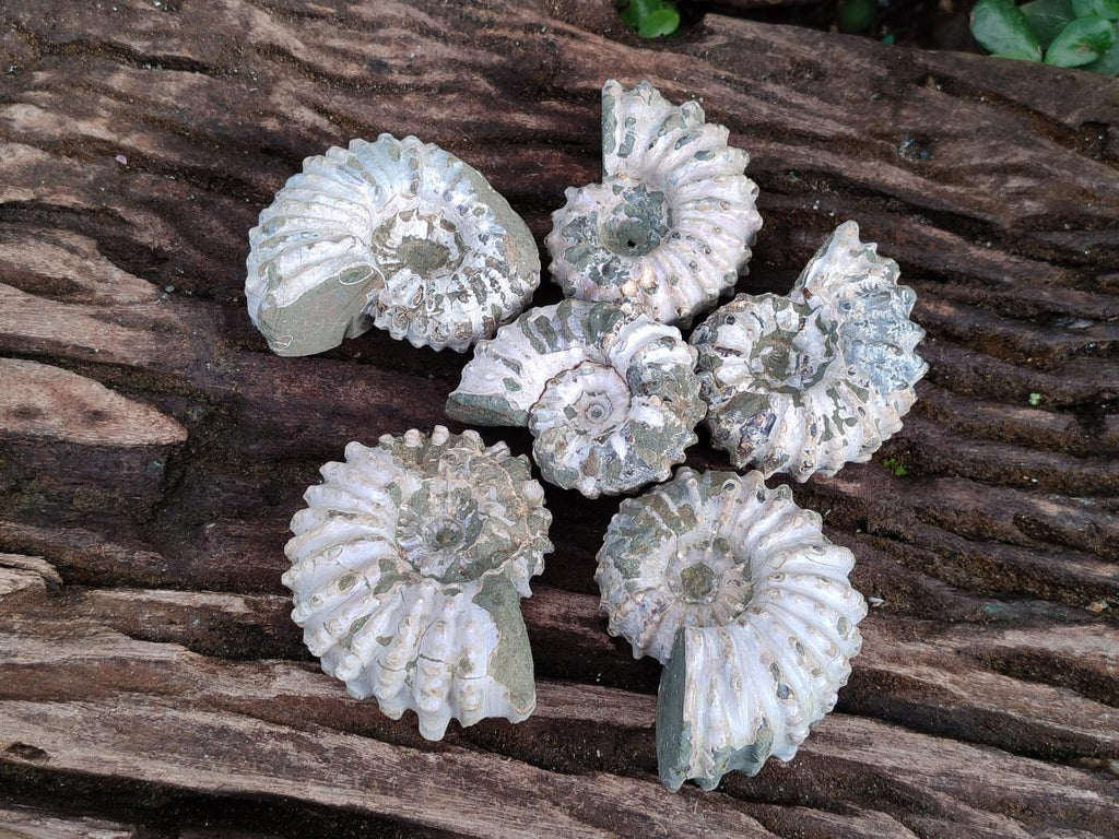 Natural Douvilleiceras Ammolite Ammonite Fossils x 6 From Maintirano, Madagascar