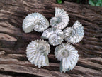 Natural Douvilleiceras Ammolite Ammonite Fossils x 6 From Maintirano, Madagascar