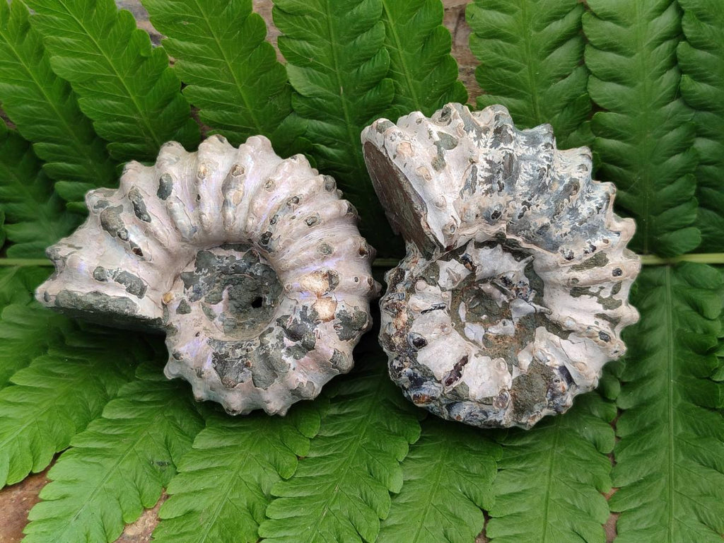 Natural Douvilleiceras Ammolite Ammonite Fossils x 6 From Maintirano, Madagascar