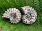 Natural Douvilleiceras Ammolite Ammonite Fossils x 6 From Maintirano, Madagascar