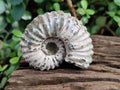 Natural Douvilleiceras Ammolite Ammonite Fossils x 6 From Maintirano, Madagascar
