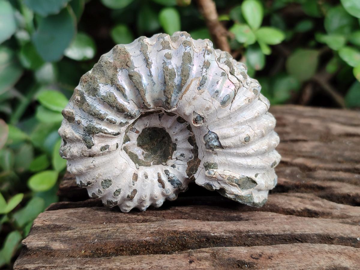 Natural Douvilleiceras Ammolite Ammonite Fossils x 6 From Maintirano, Madagascar