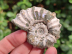 Natural Douvilleiceras Ammolite Ammonite Fossils x 6 From Maintirano, Madagascar