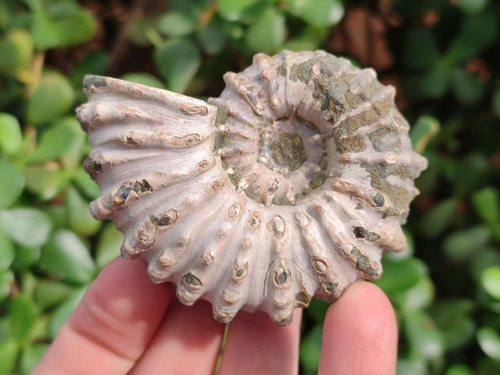 Natural Douvilleiceras Ammolite Ammonite Fossils x 6 From Maintirano, Madagascar