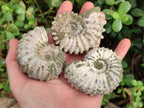Natural Douvilleiceras Ammolite Ammonite Fossils x 6 From Maintirano, Madagascar