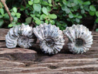 Natural Douvilleiceras Ammolite Ammonite Fossils x 6 From Maintirano, Madagascar