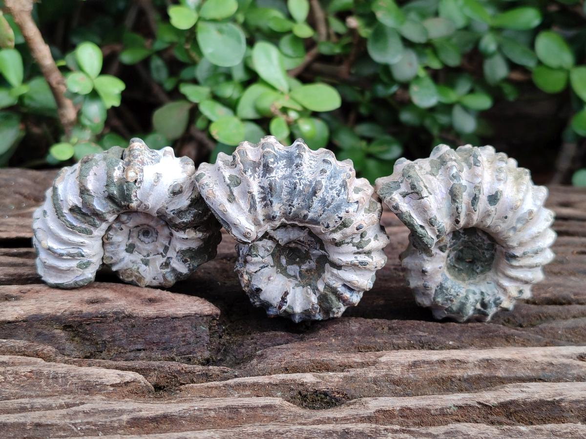 Natural Douvilleiceras Ammolite Ammonite Fossils x 6 From Maintirano, Madagascar