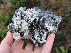 Natural Cabinet Sized Schorl Black Tourmaline Specimens with Feldspar x 3 From Erongo, Namibia