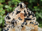 Natural Cabinet Sized Schorl Black Tourmaline Specimens with Feldspar x 3 From Erongo, Namibia