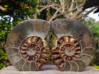 Polished Calliphylloceras Ammonite Fossil Pair x 2 From Tulear, Madagascar - Toprock Gemstones and Minerals 
