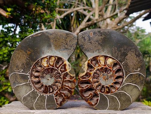 Polished Calliphylloceras Ammonite Fossil Pair x 2 From Tulear, Madagascar - Toprock Gemstones and Minerals 