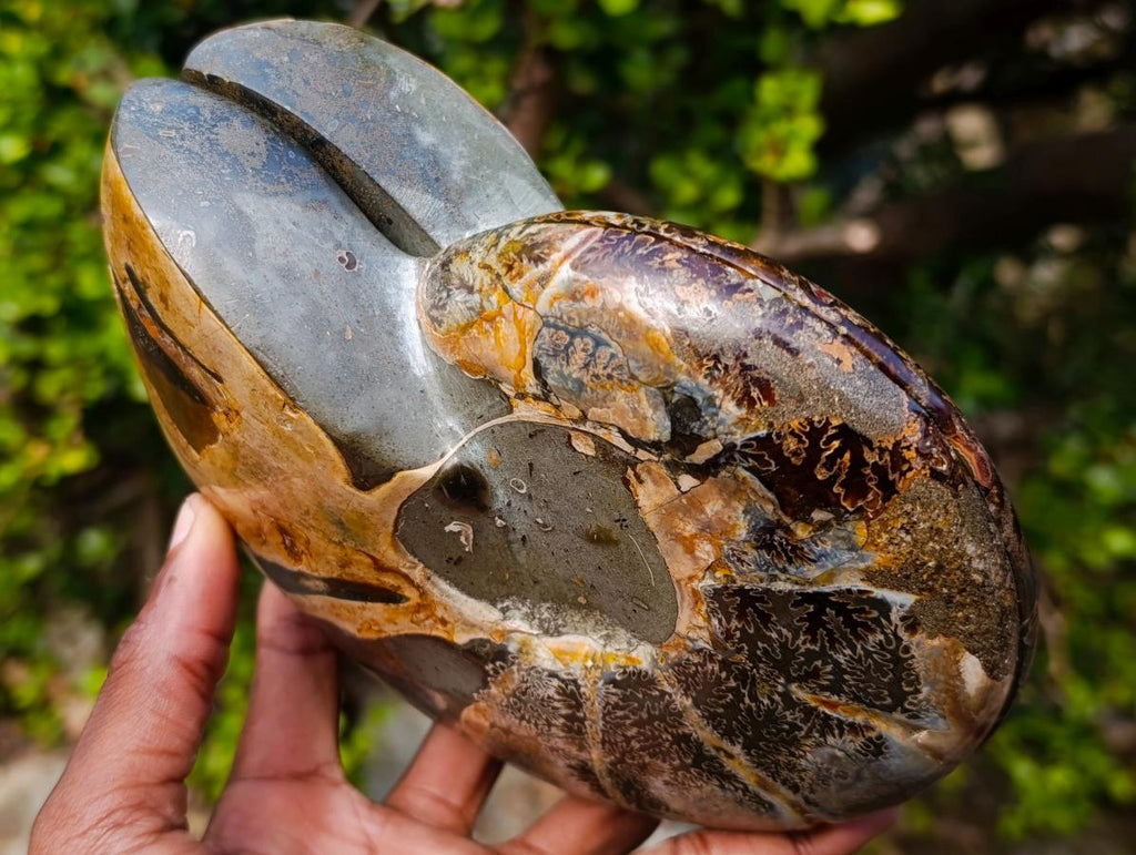 Polished Calliphylloceras Ammonite Fossil Pair x 2 From Tulear, Madagascar - Toprock Gemstones and Minerals 