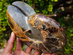 Polished Calliphylloceras Ammonite Fossil Pair x 2 From Tulear, Madagascar - Toprock Gemstones and Minerals 