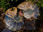 Polished Calliphylloceras Ammonite Fossil Pair x 2 From Tulear, Madagascar - Toprock Gemstones and Minerals 