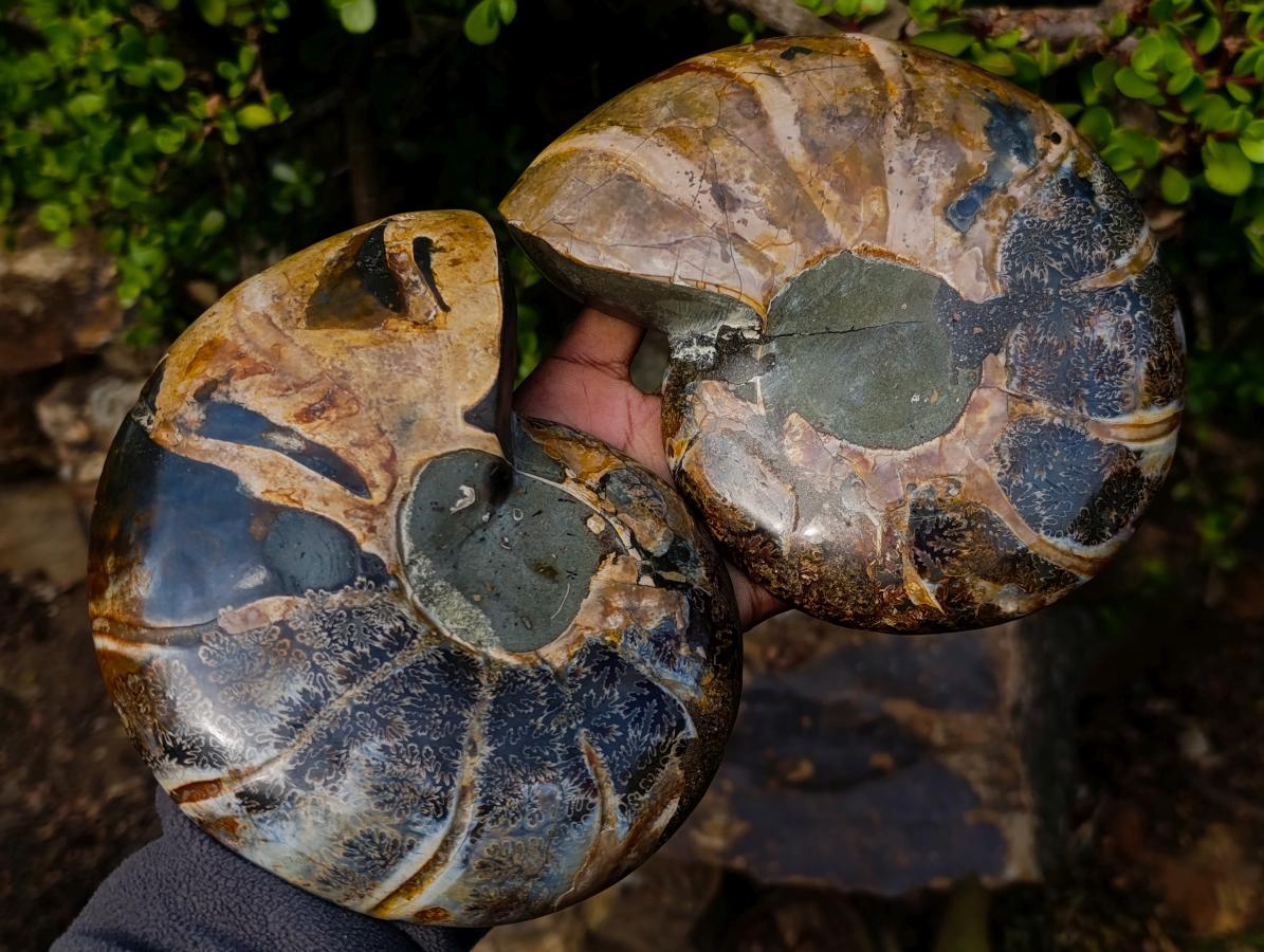 Polished Calliphylloceras Ammonite Fossil Pair x 2 From Tulear, Madagascar - Toprock Gemstones and Minerals 