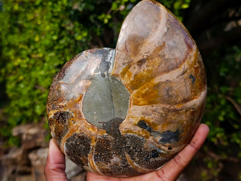 Polished Calliphylloceras Ammonite Fossil Pair x 2 From Tulear, Madagascar - Toprock Gemstones and Minerals 