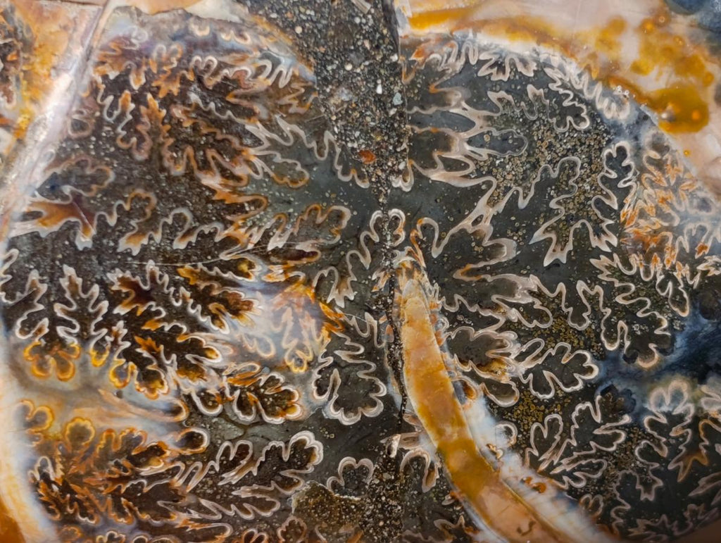 Polished Calliphylloceras Ammonite Fossil Pair x 2 From Tulear, Madagascar - Toprock Gemstones and Minerals 