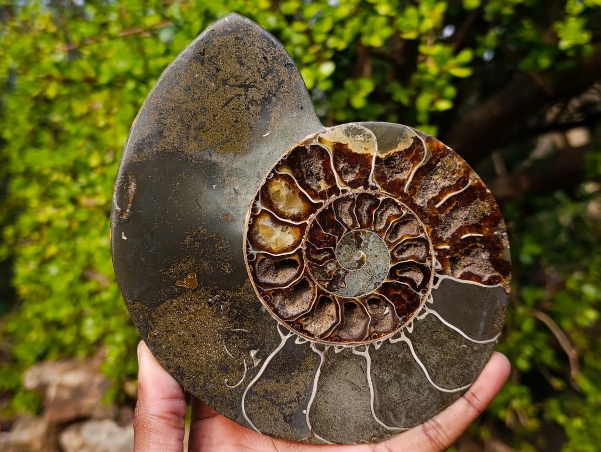Polished Calliphylloceras Ammonite Fossil Pair x 2 From Tulear, Madagascar - Toprock Gemstones and Minerals 