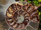 Polished Calliphylloceras Ammonite Fossil Pair x 2 From Tulear, Madagascar - Toprock Gemstones and Minerals 