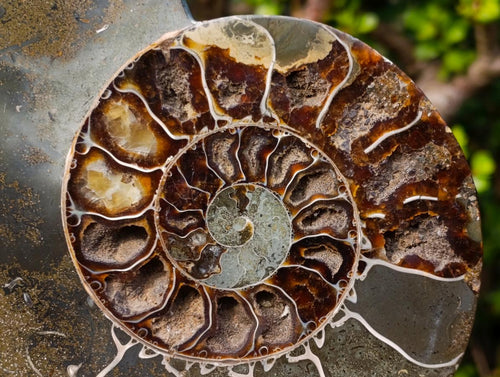 Polished Calliphylloceras Ammonite Fossil Pair x 2 From Tulear, Madagascar - Toprock Gemstones and Minerals 