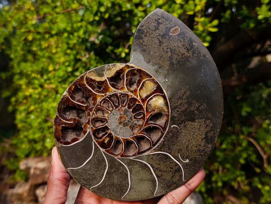 Polished Calliphylloceras Ammonite Fossil Pair x 2 From Tulear, Madagascar - Toprock Gemstones and Minerals 