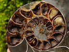 Polished Calliphylloceras Ammonite Fossil Pair x 2 From Tulear, Madagascar - Toprock Gemstones and Minerals 