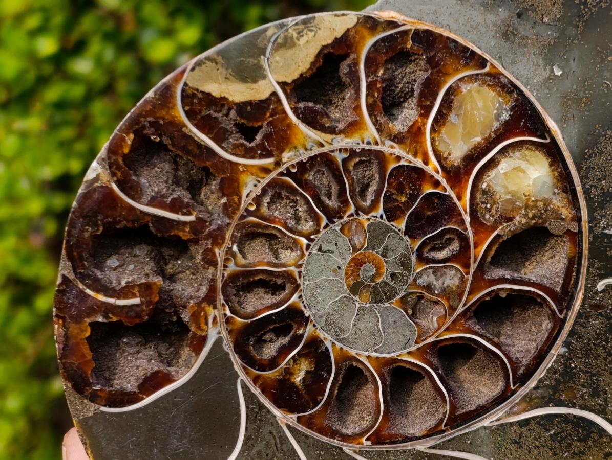 Polished Calliphylloceras Ammonite Fossil Pair x 2 From Tulear, Madagascar - Toprock Gemstones and Minerals 