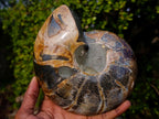 Polished Calliphylloceras Ammonite Fossil Pair x 2 From Tulear, Madagascar - Toprock Gemstones and Minerals 