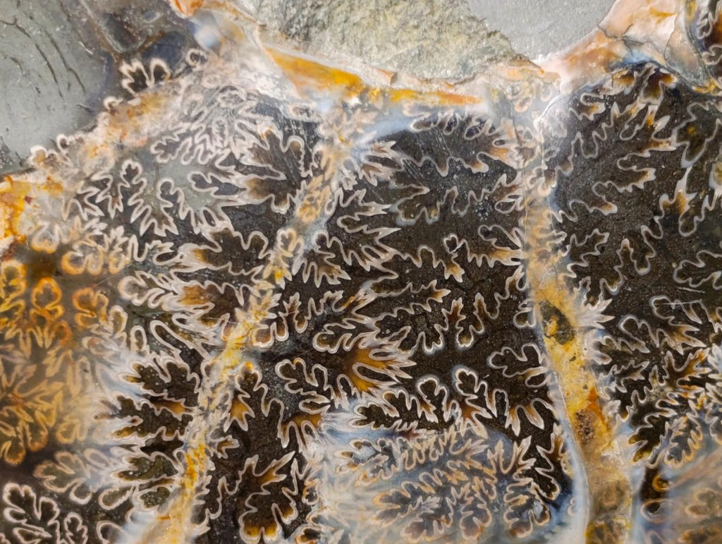 Polished Calliphylloceras Ammonite Fossil Pair x 2 From Tulear, Madagascar - Toprock Gemstones and Minerals 