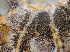 Polished Calliphylloceras Ammonite Fossil Pair x 2 From Tulear, Madagascar - Toprock Gemstones and Minerals 