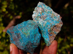 Natural Cobbed Shattuckite Specimens x 24 From Kaokoveld, Namibia - Toprock Gemstones and Minerals 