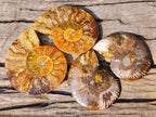 Polished Cleoniceras Ammonite Fossil Pairs x 6 From Tulear, Madagascar - Toprock Gemstones and Minerals 