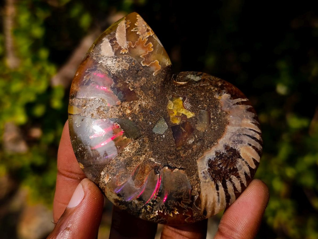 Polished Cleoniceras Ammonite Fossil Pairs x 6 From Tulear, Madagascar - Toprock Gemstones and Minerals 