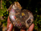 Polished Cleoniceras Ammonite Fossil Pairs x 6 From Tulear, Madagascar - Toprock Gemstones and Minerals 
