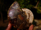 Polished Cleoniceras Ammonite Fossil Pairs x 6 From Tulear, Madagascar - Toprock Gemstones and Minerals 