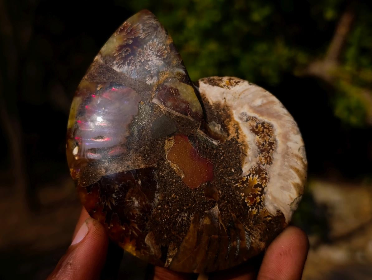 Polished Cleoniceras Ammonite Fossil Pairs x 6 From Tulear, Madagascar - Toprock Gemstones and Minerals 