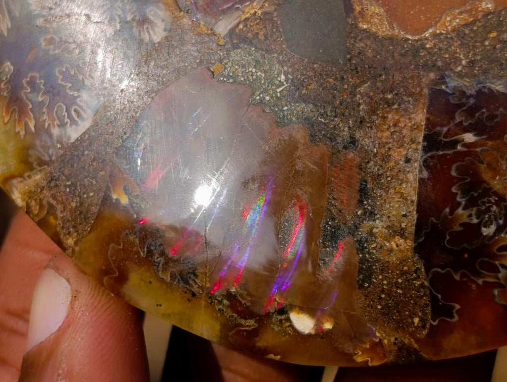 Polished Cleoniceras Ammonite Fossil Pairs x 6 From Tulear, Madagascar - Toprock Gemstones and Minerals 