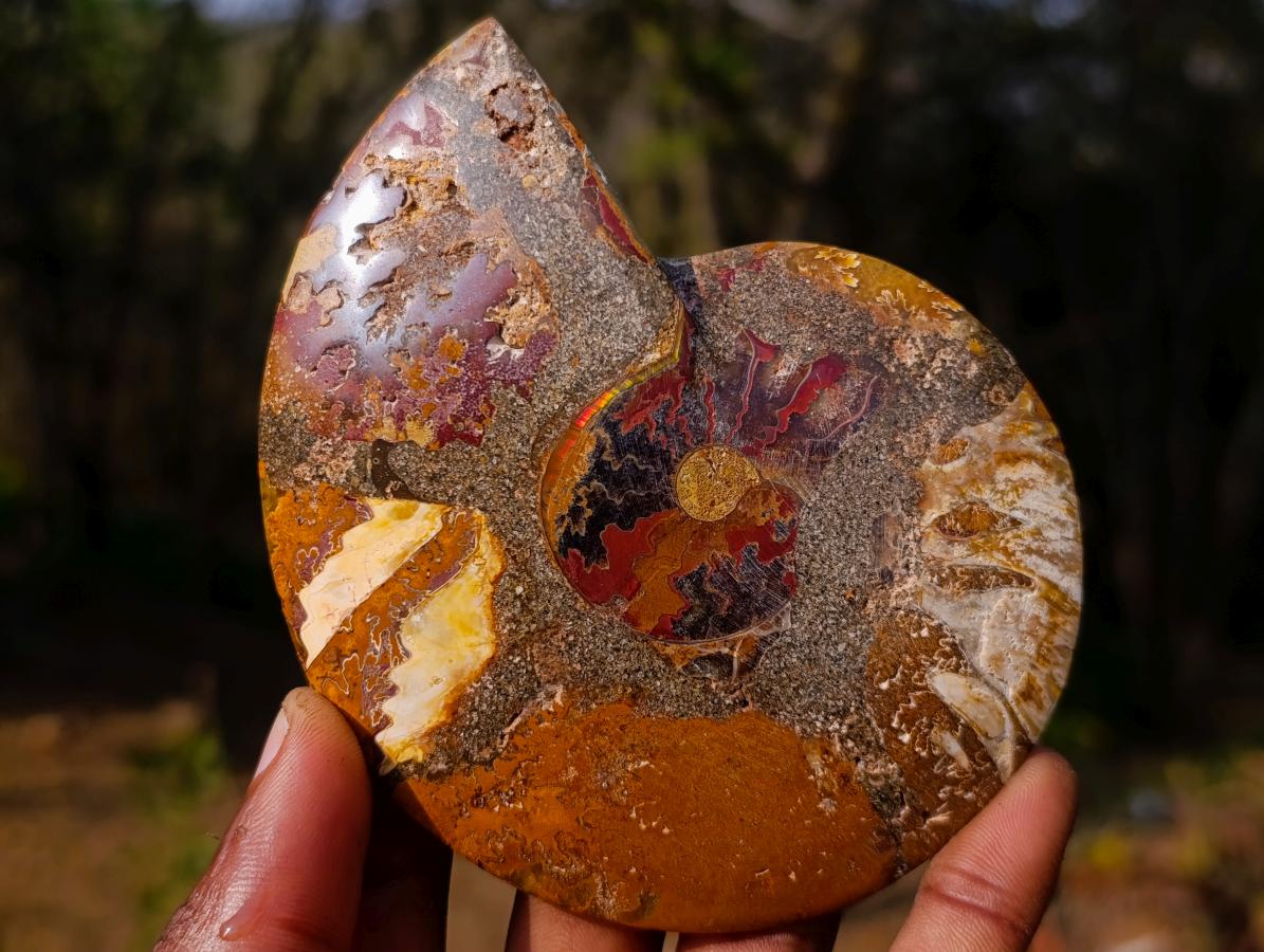 Polished Cleoniceras Ammonite Fossil Pairs x 6 From Tulear, Madagascar - Toprock Gemstones and Minerals 