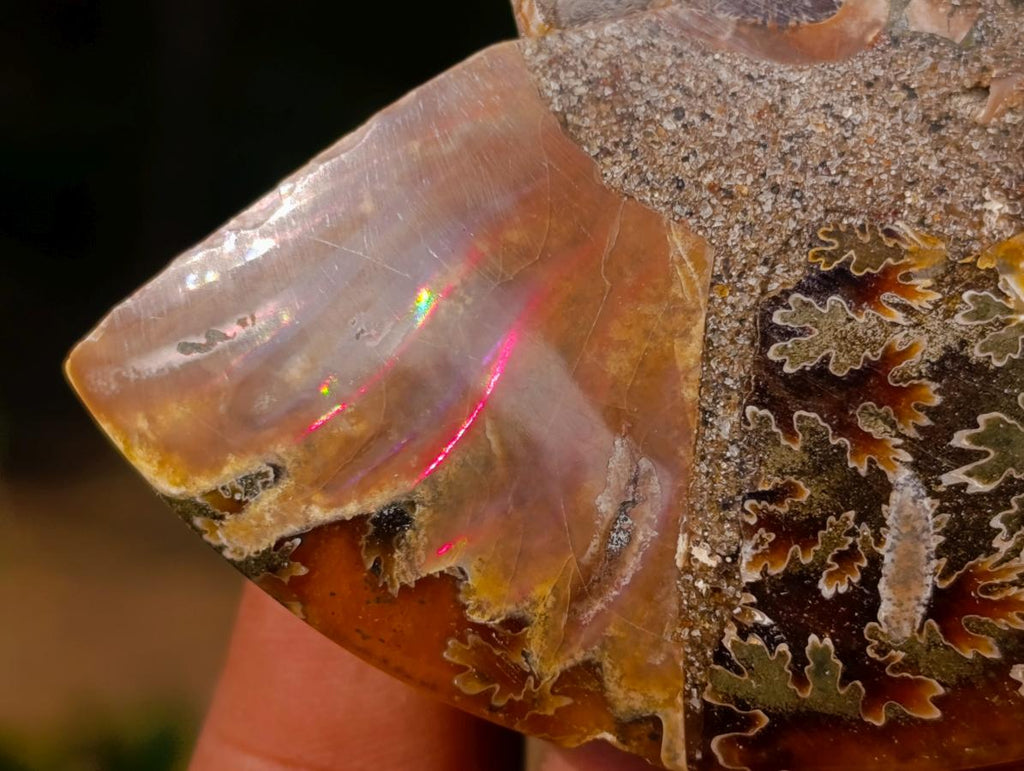 Polished Cleoniceras Ammonite Fossil Pairs x 6 From Tulear, Madagascar - Toprock Gemstones and Minerals 