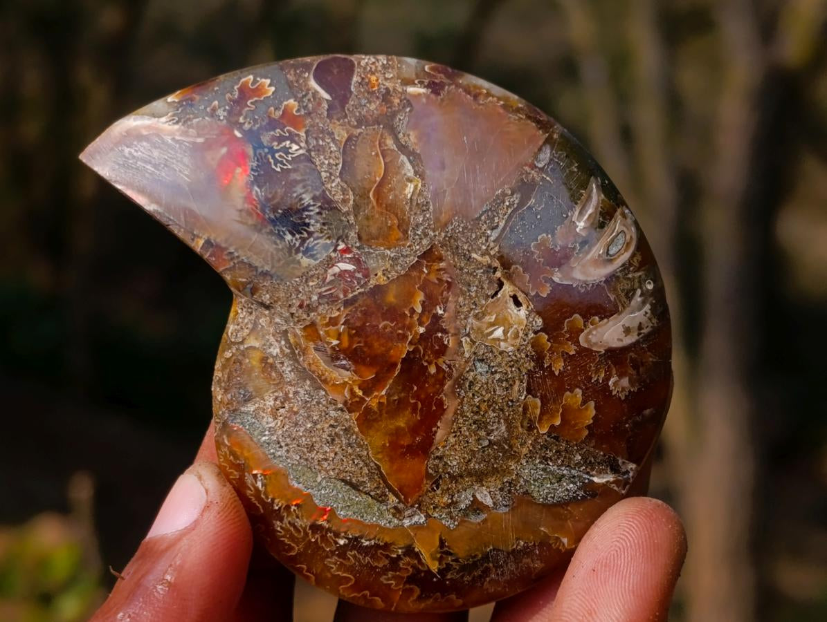 Polished Cleoniceras Ammonite Fossil Pairs x 6 From Tulear, Madagascar - Toprock Gemstones and Minerals 