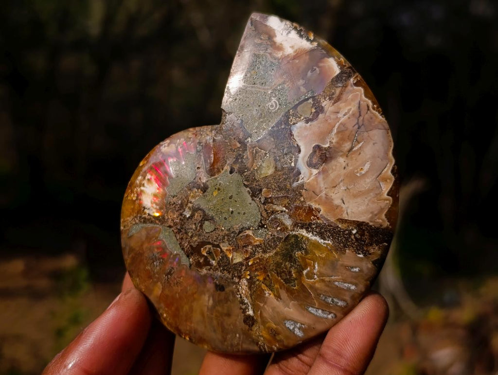 Polished Cleoniceras Ammonite Fossil Pairs x 6 From Tulear, Madagascar - Toprock Gemstones and Minerals 