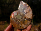 Polished Cleoniceras Ammonite Fossil Pairs x 6 From Tulear, Madagascar - Toprock Gemstones and Minerals 