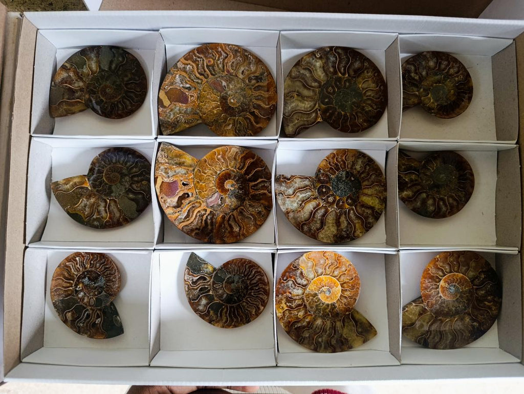 Polished Cleoniceras Ammonite Fossil Pairs x 6 From Tulear, Madagascar - Toprock Gemstones and Minerals 