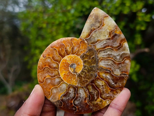 Polished Cleoniceras Ammonite Fossil Pairs x 6 From Tulear, Madagascar - Toprock Gemstones and Minerals 