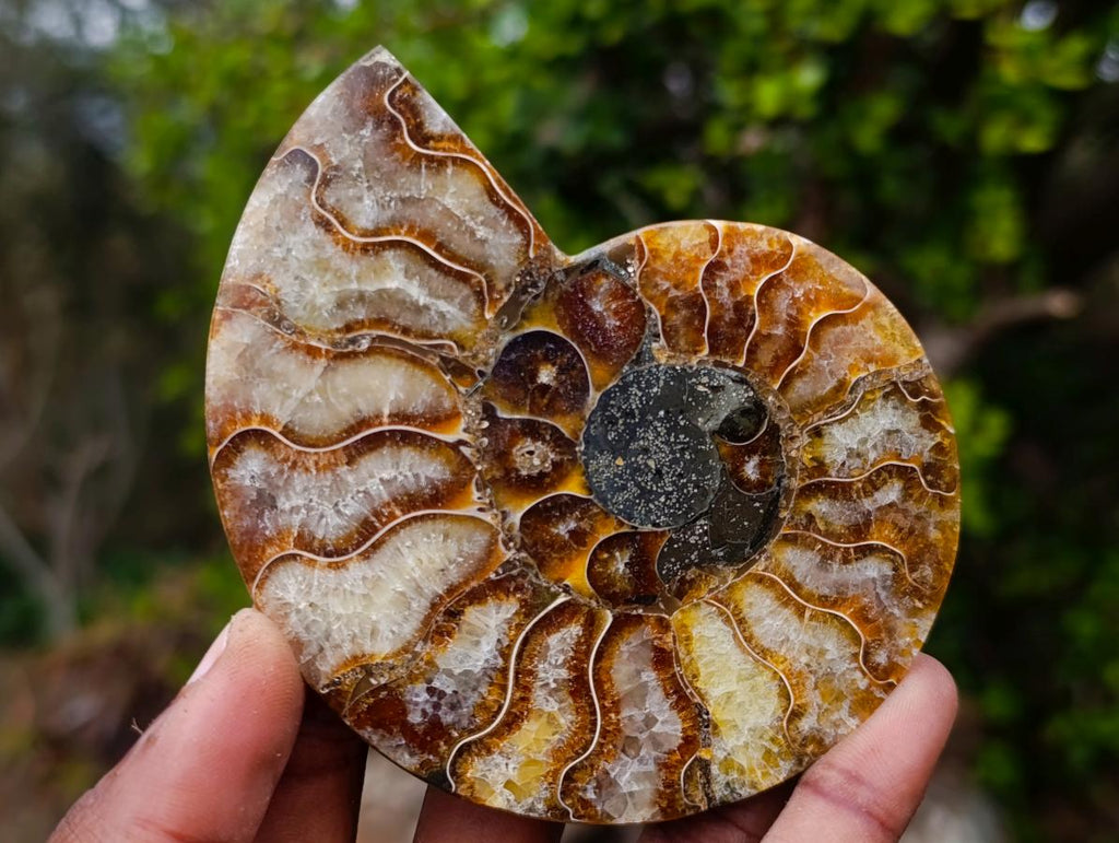 Polished Cleoniceras Ammonite Fossil Pairs x 6 From Tulear, Madagascar - Toprock Gemstones and Minerals 