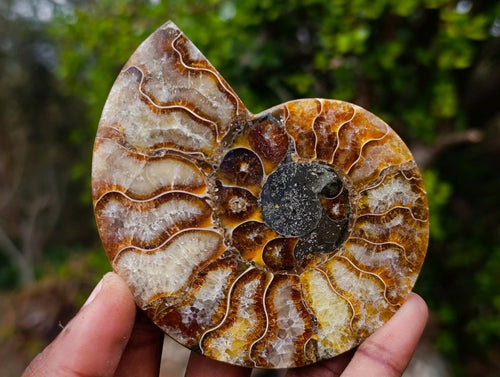Polished Cleoniceras Ammonite Fossil Pairs x 6 From Tulear, Madagascar - Toprock Gemstones and Minerals 
