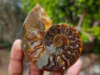 Polished Cleoniceras Ammonite Fossil Pairs x 6 From Tulear, Madagascar - Toprock Gemstones and Minerals 