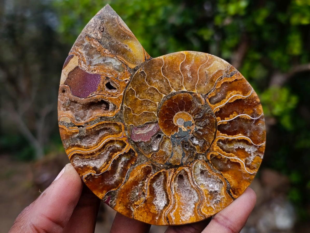 Polished Cleoniceras Ammonite Fossil Pairs x 6 From Tulear, Madagascar - Toprock Gemstones and Minerals 