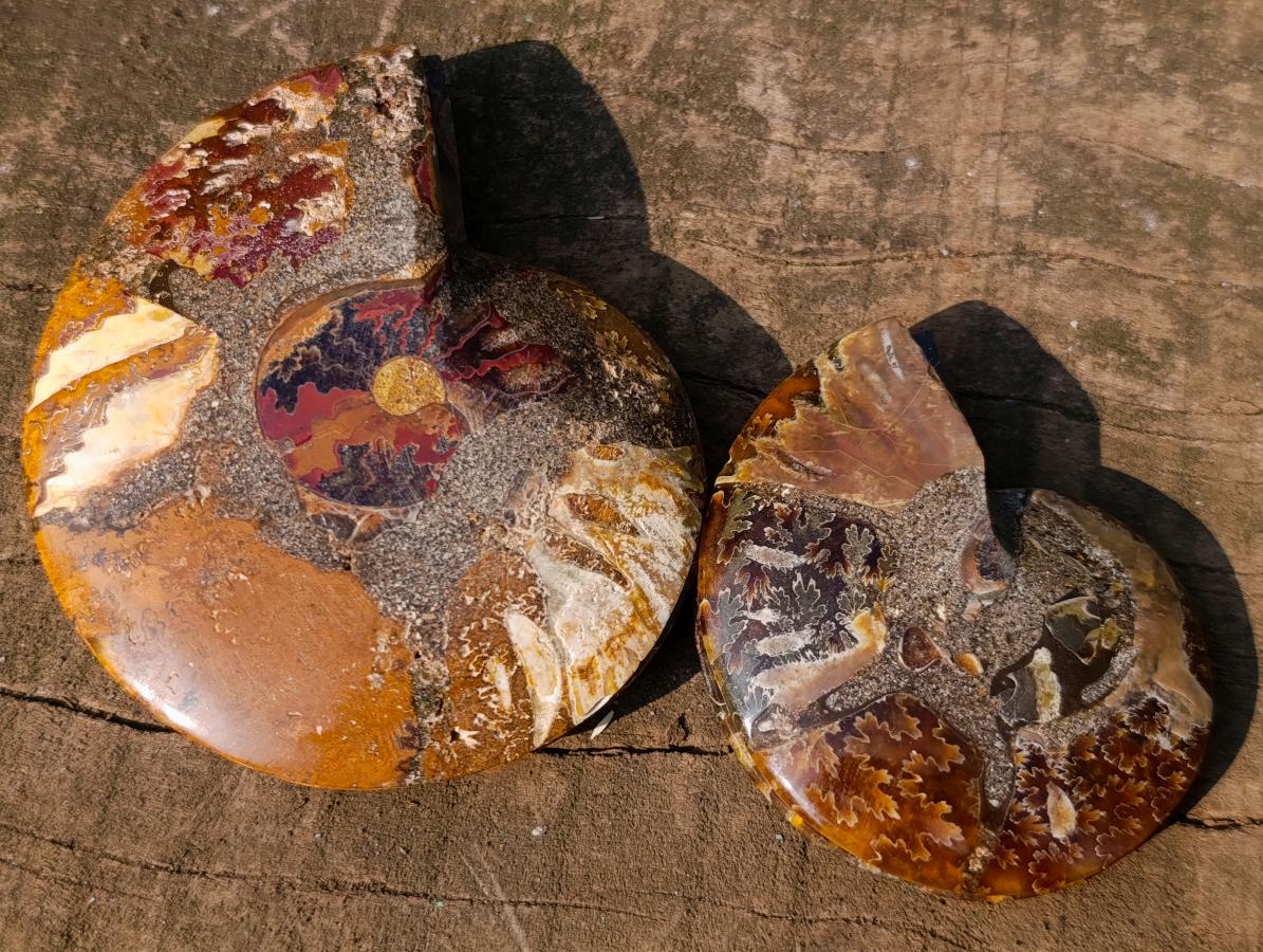 Polished Cleoniceras Ammonite Fossil Pairs x 6 From Tulear, Madagascar - Toprock Gemstones and Minerals 